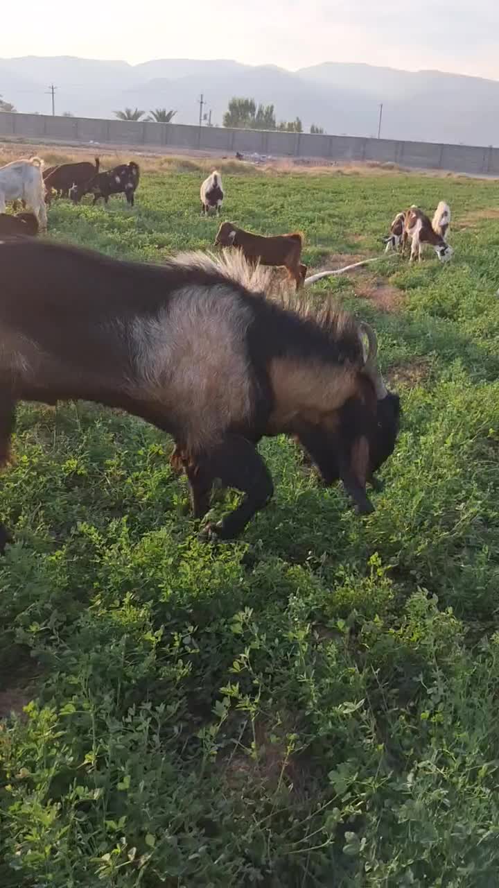 چبش (دوبور)|حیوانات مزرعه|داراب, |دیوار