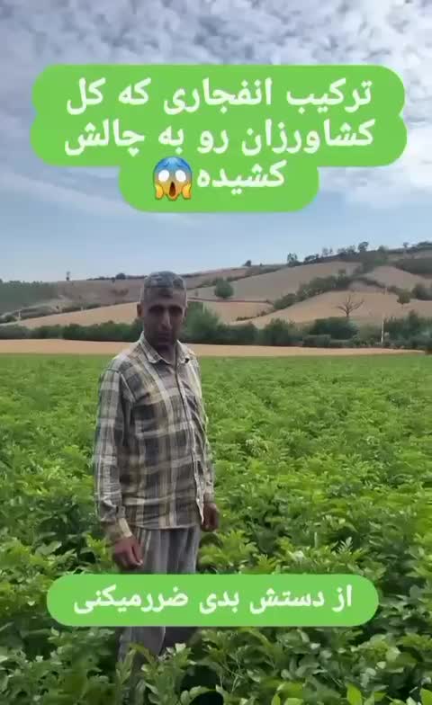افزایش ثمردهی گل و‌گیاه|گل و گیاه طبیعی|شیراز, سفیرشمالی|دیوار