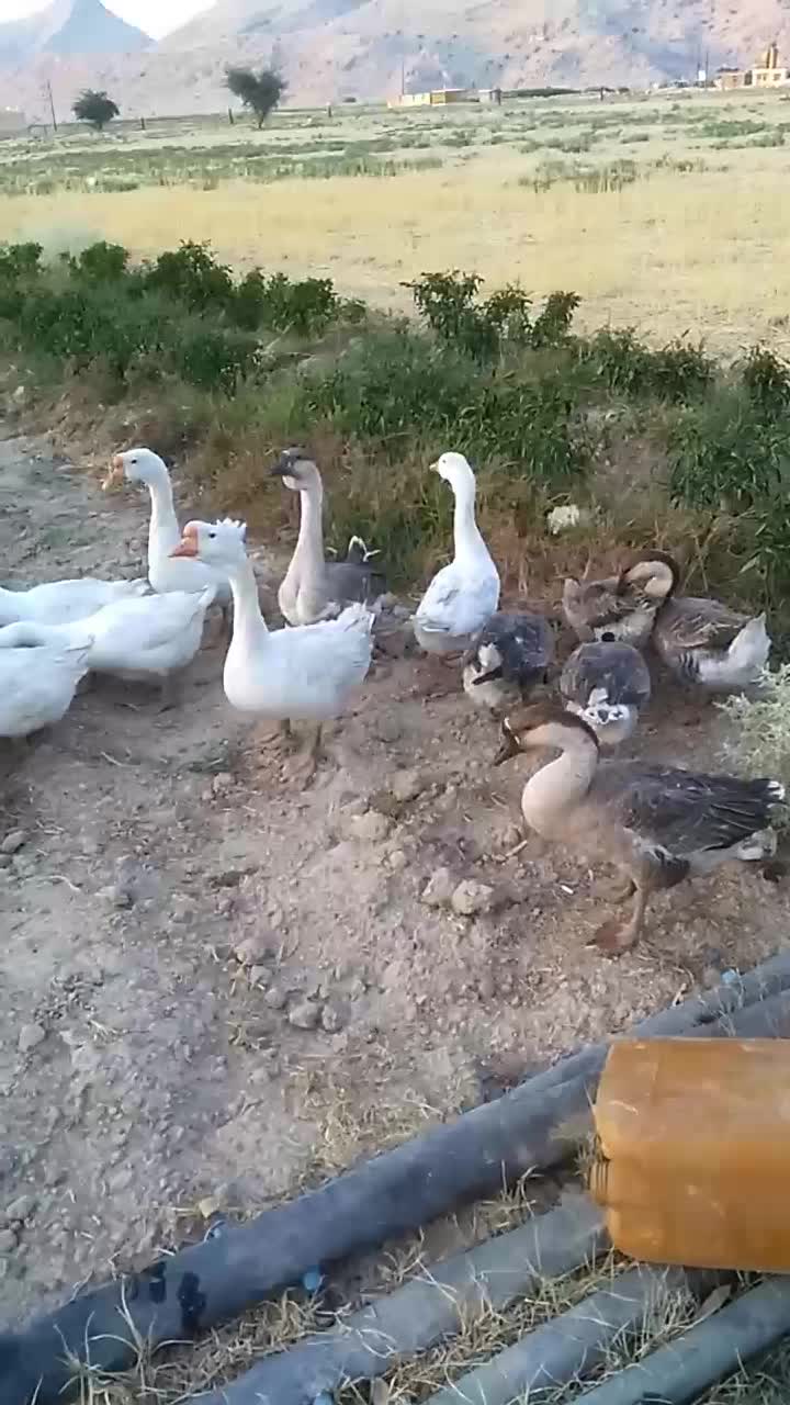 قو غاز|حیوانات مزرعه|چرام, |دیوار