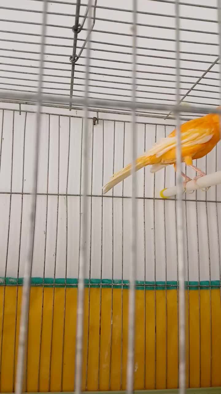 قناری نر پرتقالی|پرنده|مرودشت, بیست متری بیمارستان|دیوار