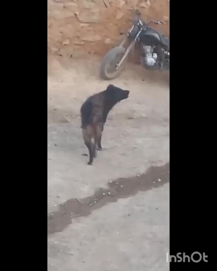 نر قدرجانی .درشت|سگ|اصفهان, پوریای ولی|دیوار