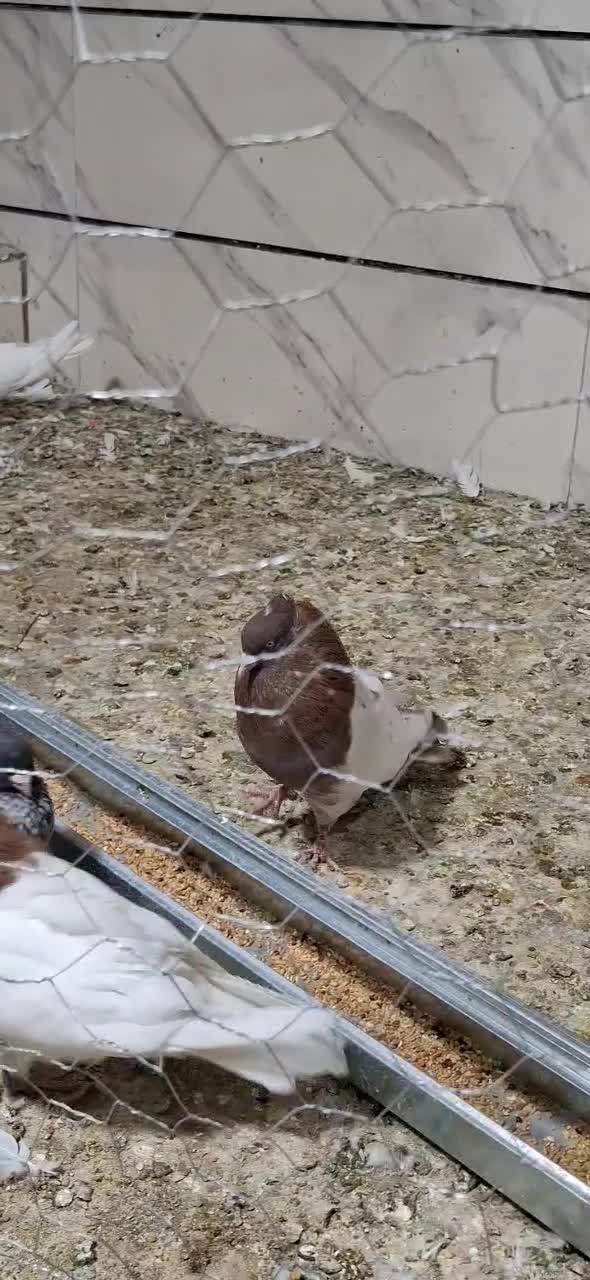 کبوتر سینه ای|پرنده|بوئین زهرا, |دیوار