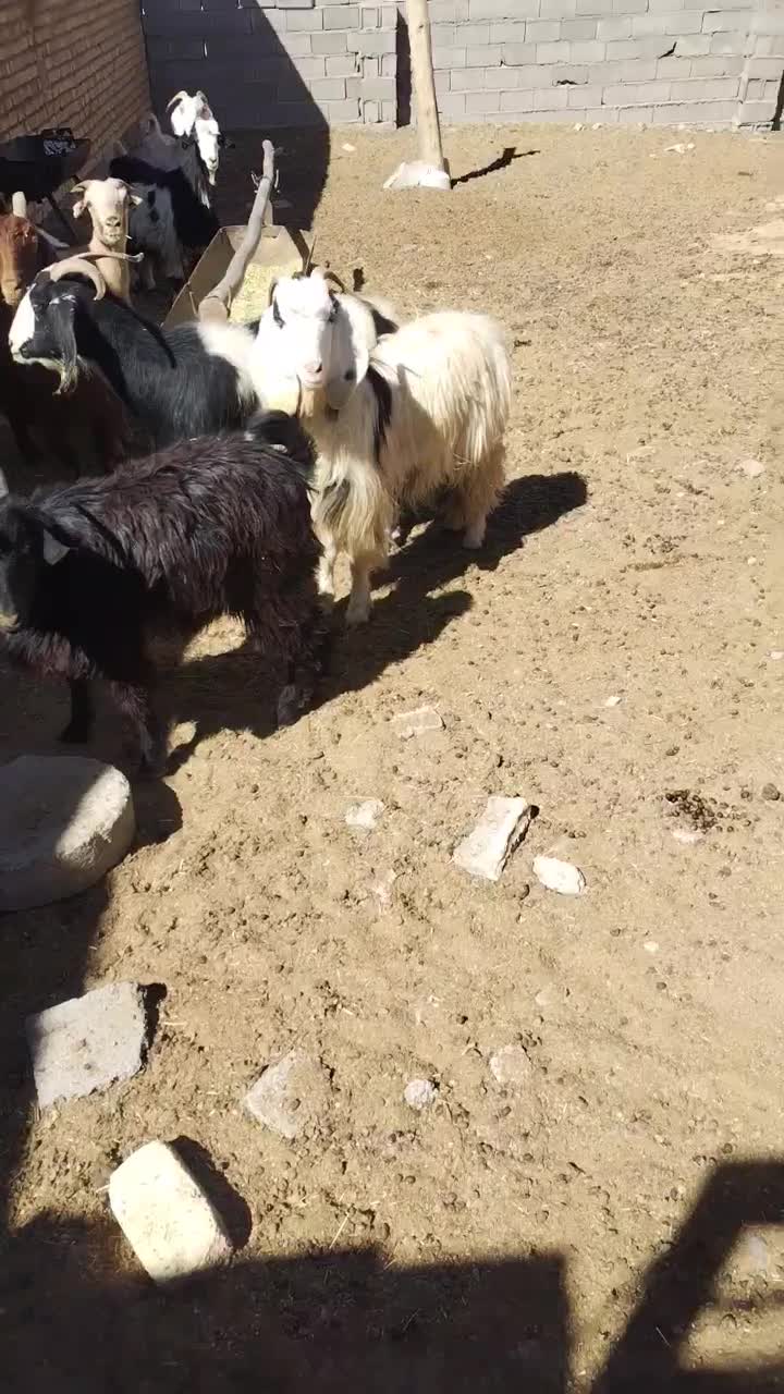 فروش نه راس بز جوان ترکی برای داشت. همه آبستن|حیوانات مزرعه|پادنا علیا, |دیوار