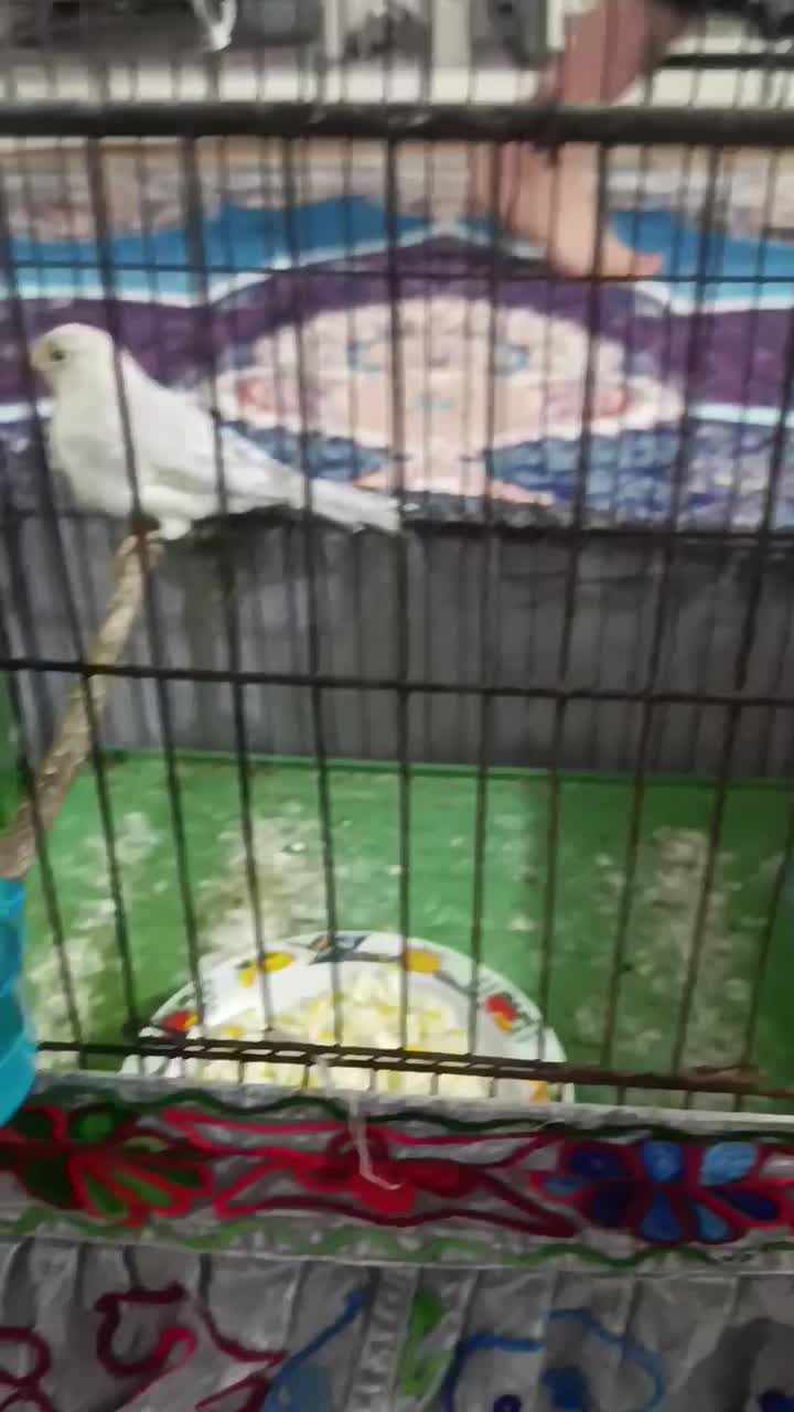 قناری|پرنده|بندر کنگان, |دیوار