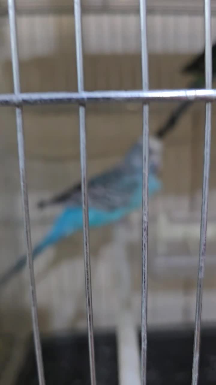 مرغ عشق|پرنده|سیرجان, |دیوار