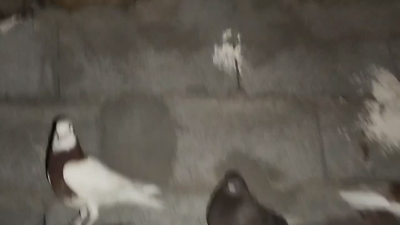 کفتر ماده|پرنده|کرمان, |دیوار