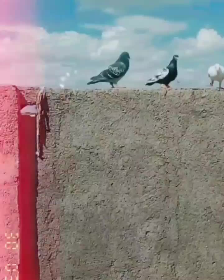 کفتر|پرنده|مشهد, شهید جنگی|دیوار