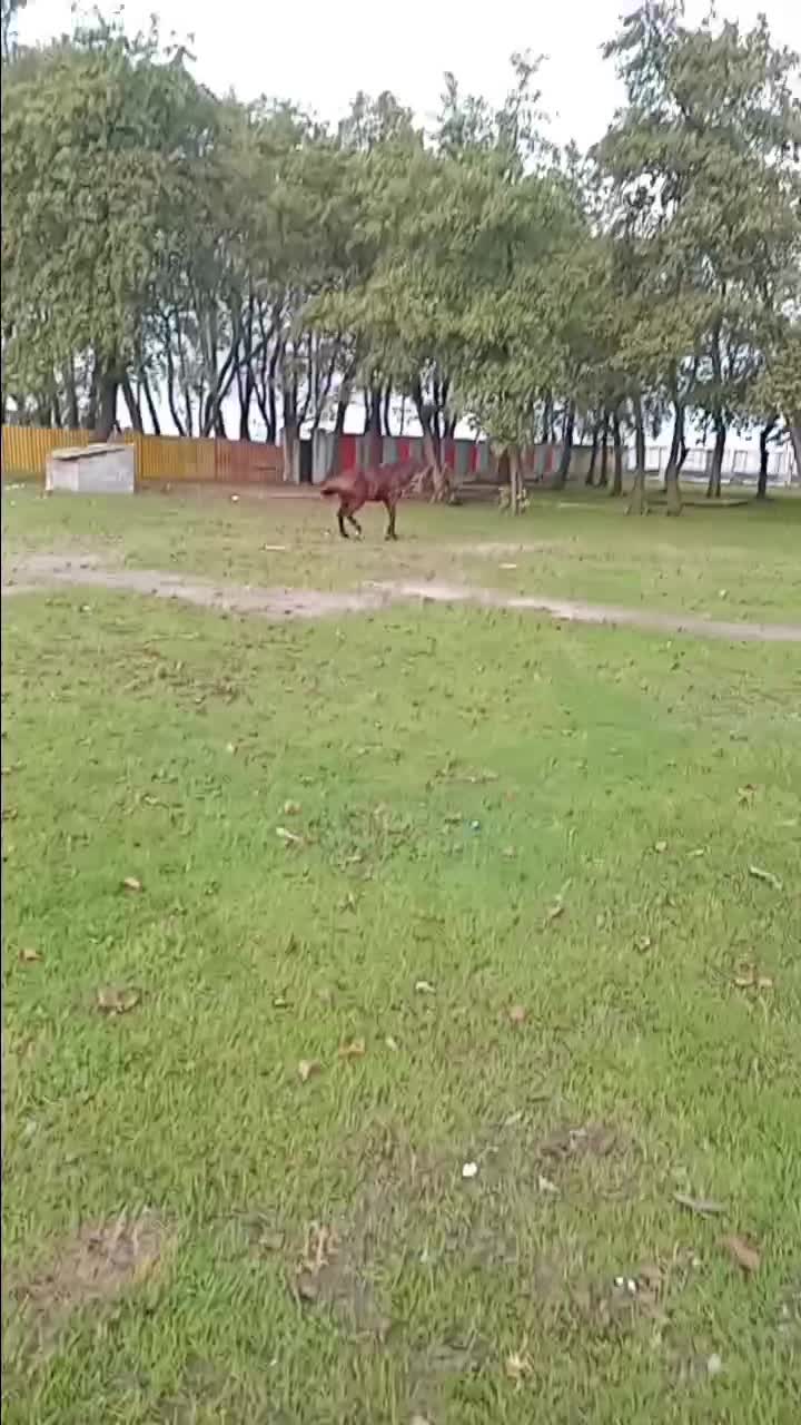 اسب دوخون|اسب و تجهیزات اسبسواری|بندر انزلی, لیچارگی حسن رود|دیوار