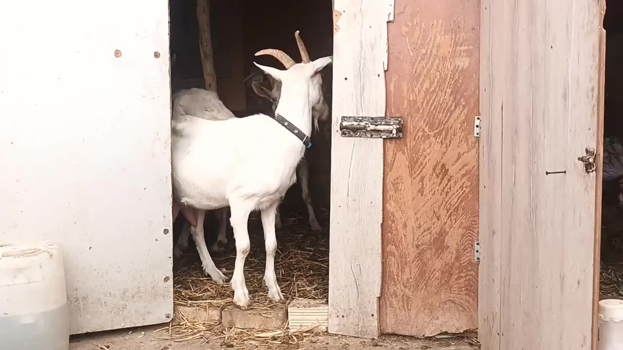 سانن از نژاد شیری اصل فرانسه|حیوانات مزرعه|اشتهارد, |دیوار