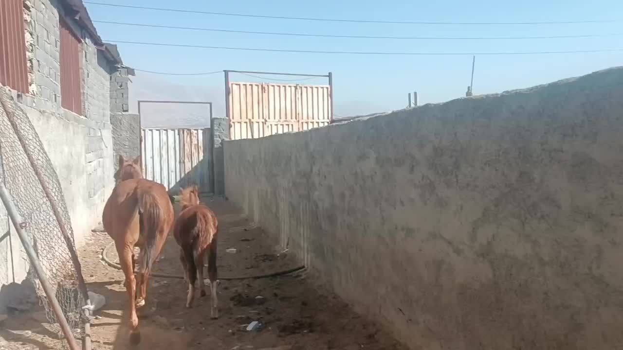 مادیان|اسب و تجهیزات اسب‌سواری|دماوند, دماوند|دیوار