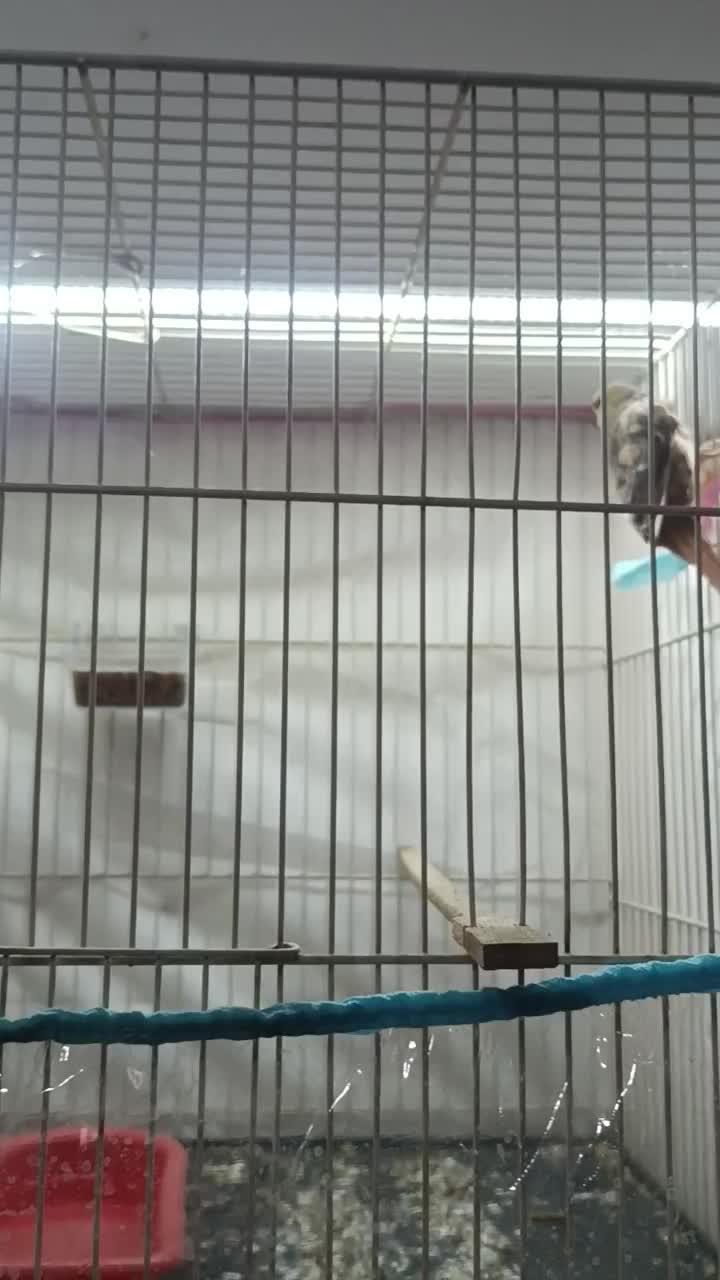 قناری|پرنده|سرخس, |دیوار