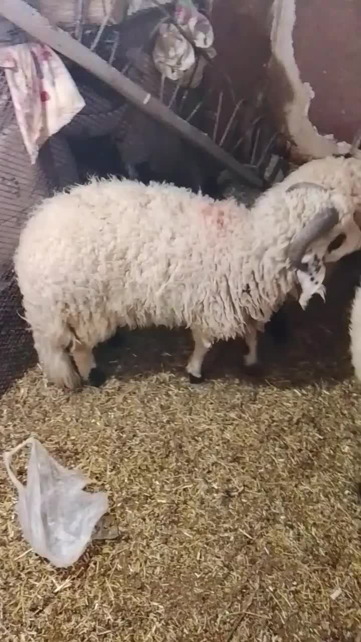 بره|حیوانات مزرعه|زرند, |دیوار