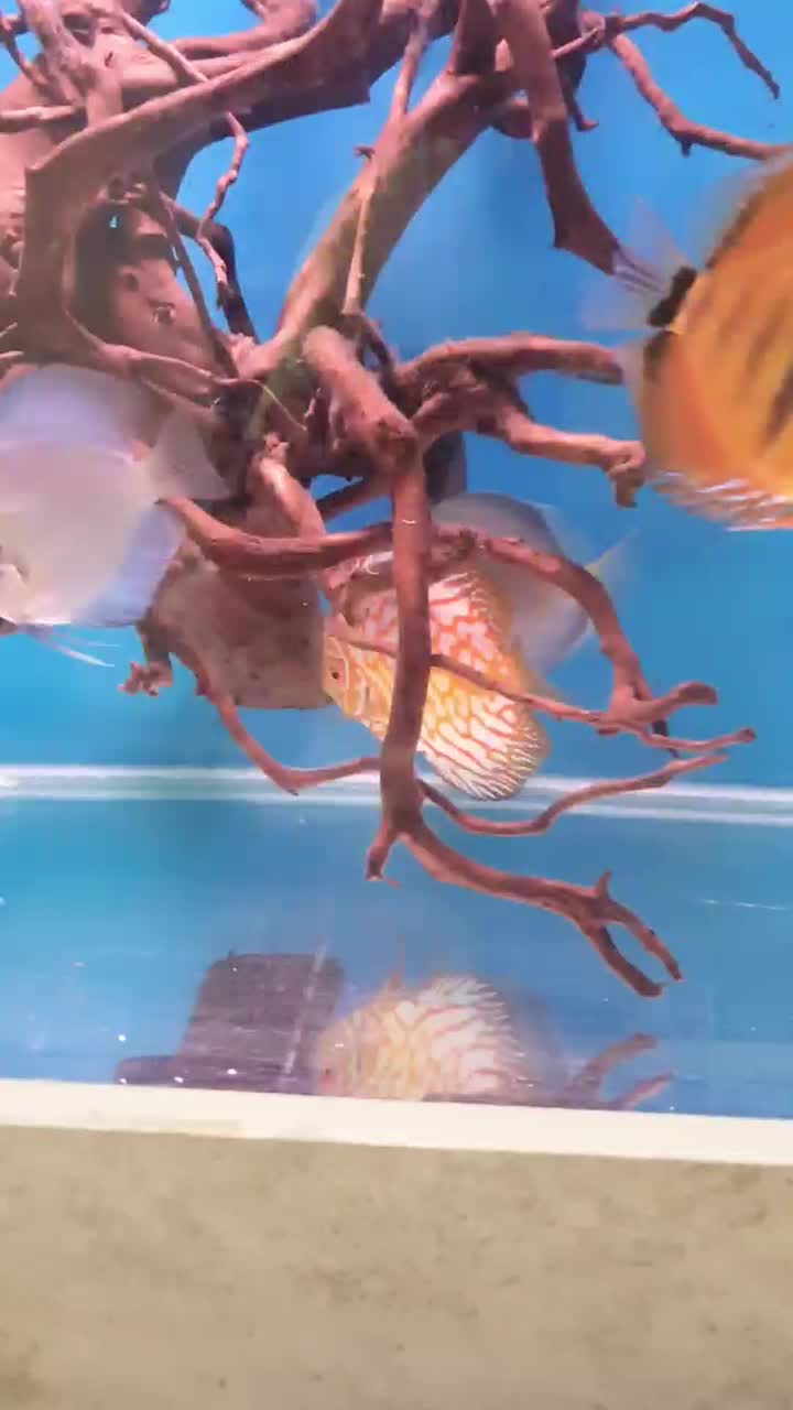 دیسکس ۴ عدد مولد|ماهی|تبریز, |دیوار