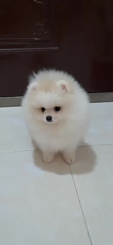 پامرانین خرسی سایز صفر|سگ|رشت, لاکانی|دیوار