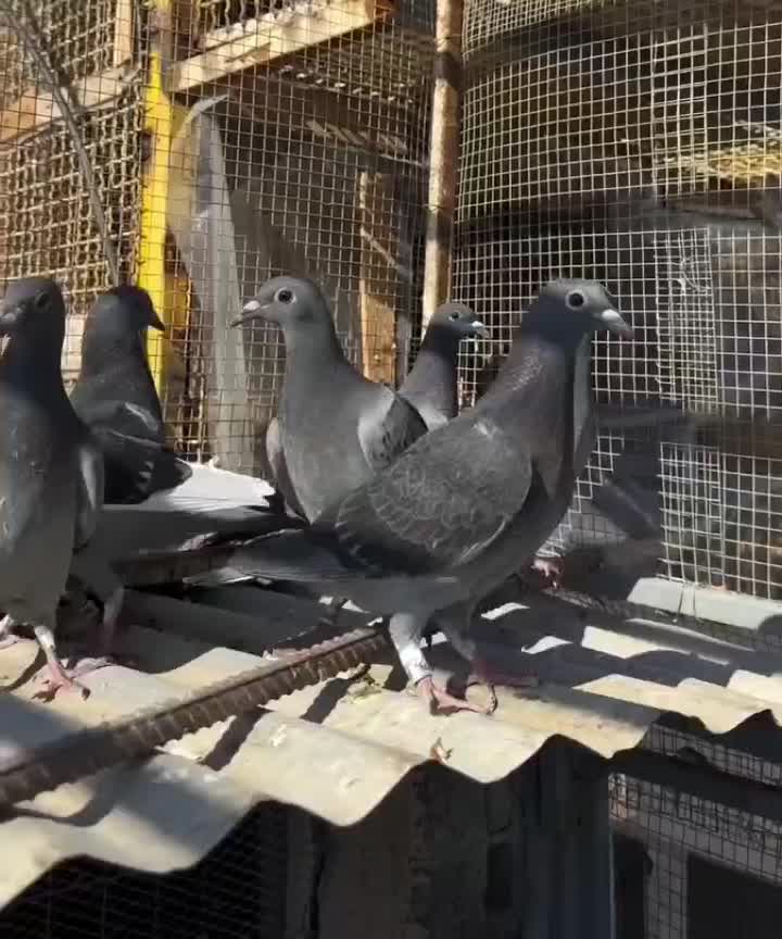 کفتر|پرنده|شیراز, کوشک میدان|دیوار