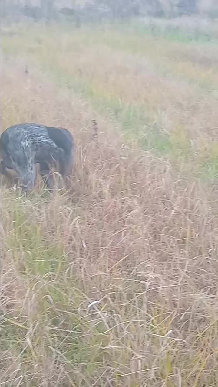 سلام.سگ شکاری نر18ماهه|سگ|لنگرود, |دیوار