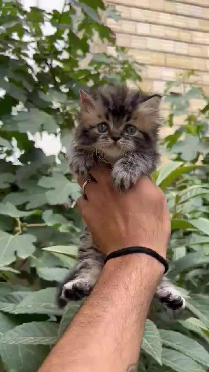 گربه بریتیش لانگ هیر|گربه|لاهیجان, گلستان|دیوار