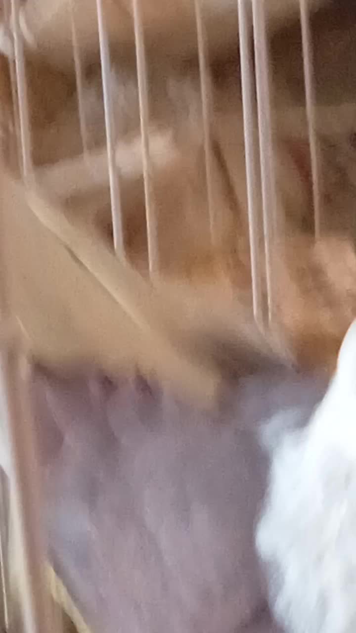 جفت پشت قرمز  دو رقمی|پرنده|بندرعباس, |دیوار