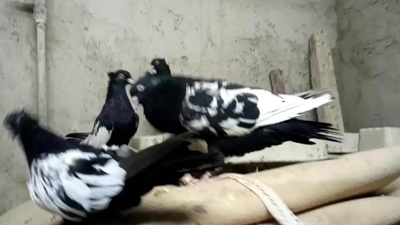 سینه سیاه|پرنده|مسجد سلیمان, |دیوار