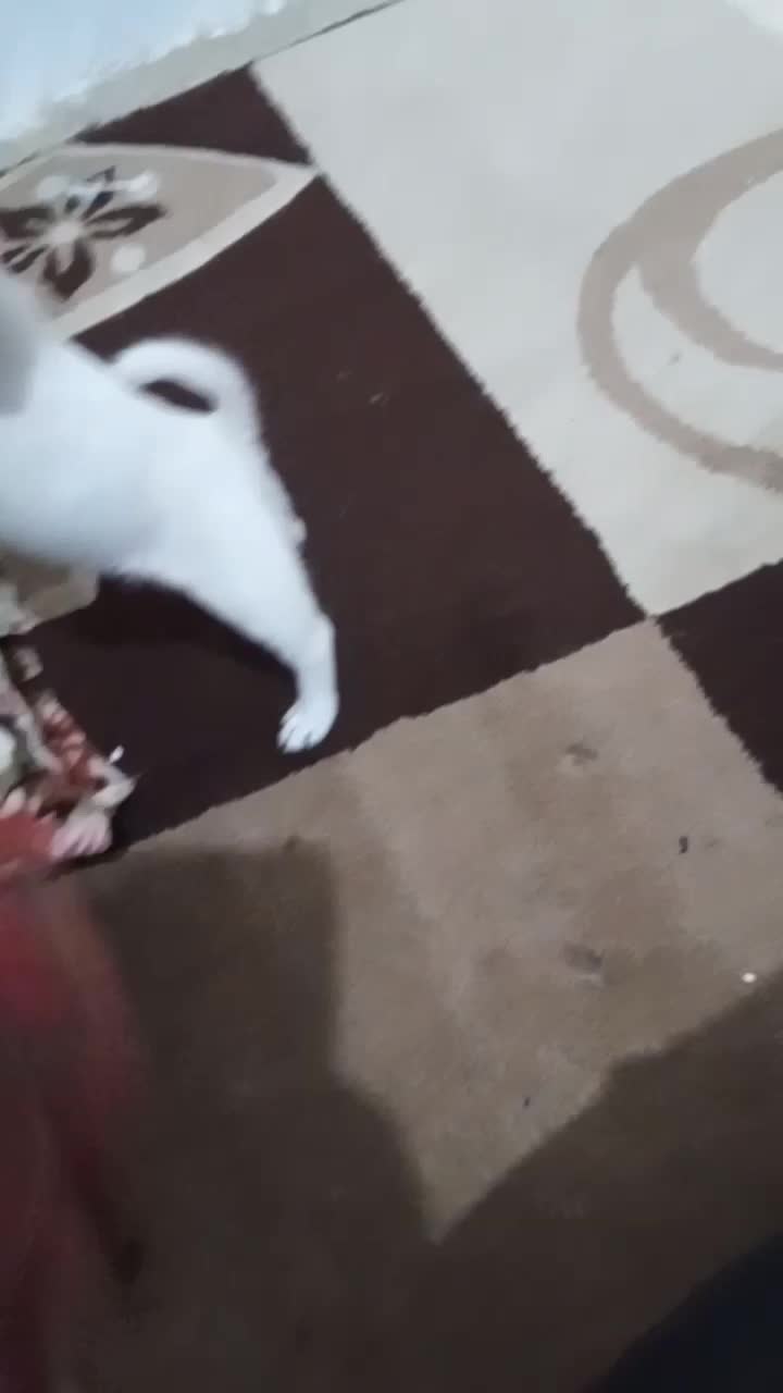 سگ شیواوانر|سگ|دزفول, |دیوار