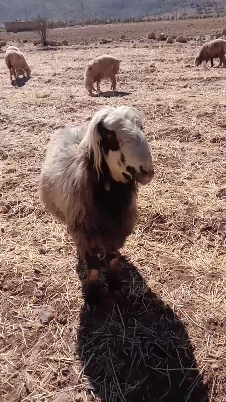 کوهع قوچ کری ترکی درجه یک میش بز کهره بره نر ماده|حیوانات مزرعه|بانش, |دیوار