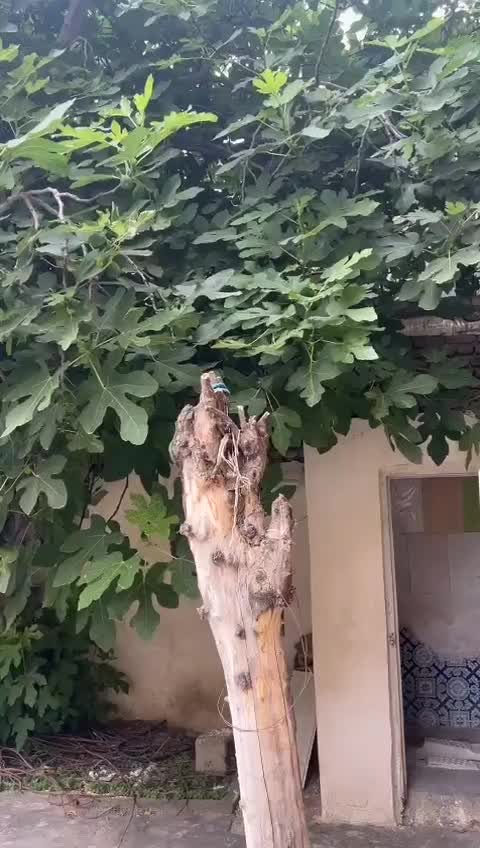 ترکمن ویلایی دربستی و وسط شهر|اجارهٔ کوتاه‌مدت آپارتمان و سوئیت|گنبد کاووس, |دیوار