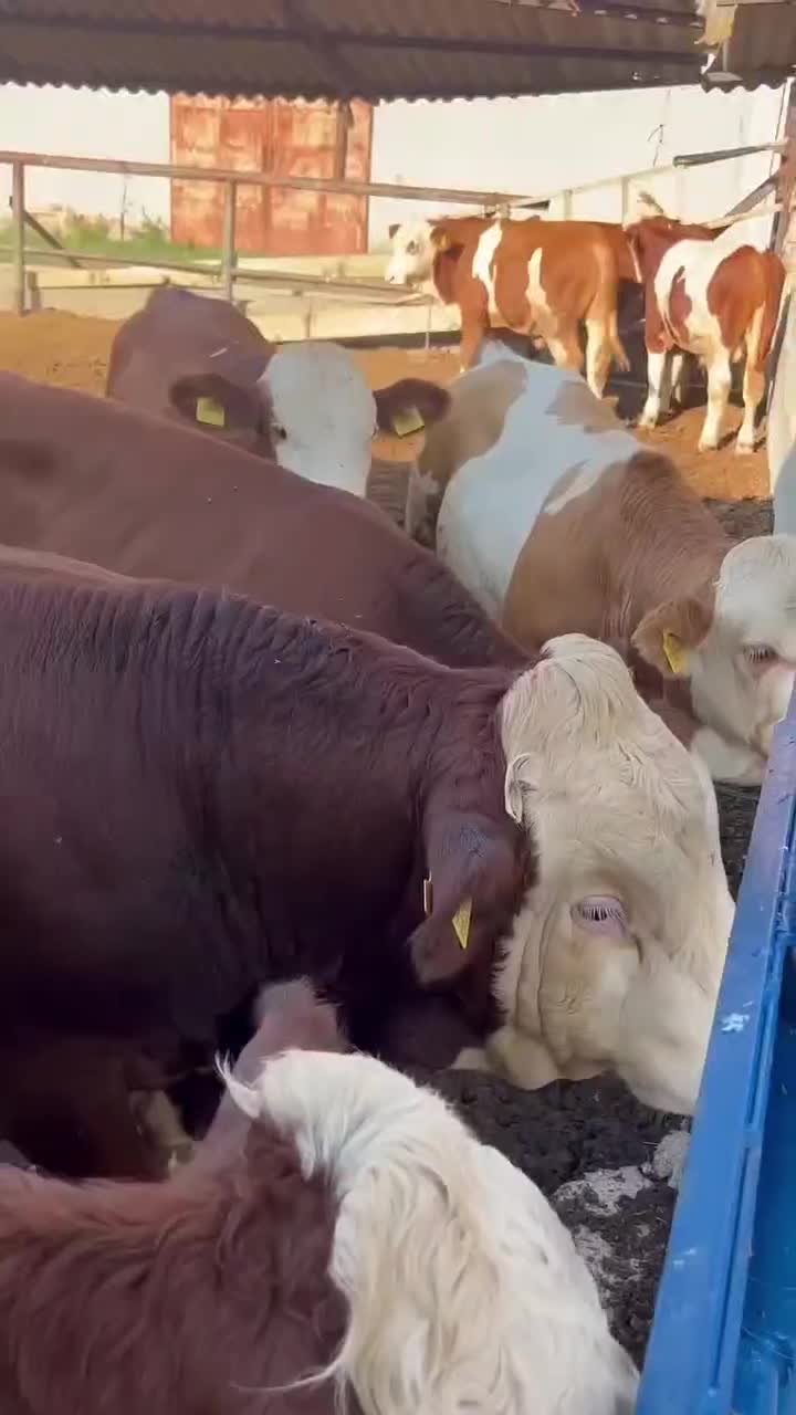 فروش گوساله شیرخوار و قطع شیر سمینتال بالا۵راس|حیوانات مزرعه|شاهینشهر, حافظ جنوبی|دیوار