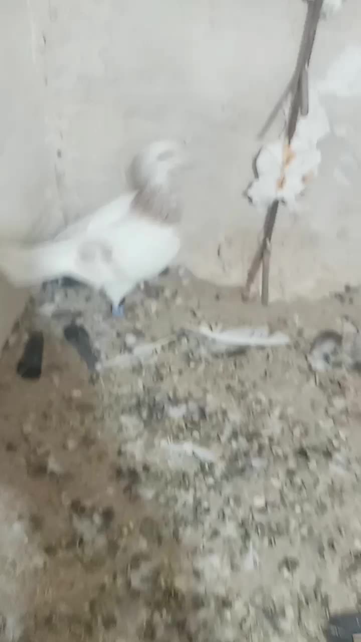 کفتر سار|پرنده|رادکان, |دیوار