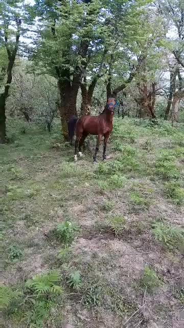 اسب جوان سرحال نژاد کرداصیل|اسب و تجهیزات اسب‌سواری|چابکسر, |دیوار