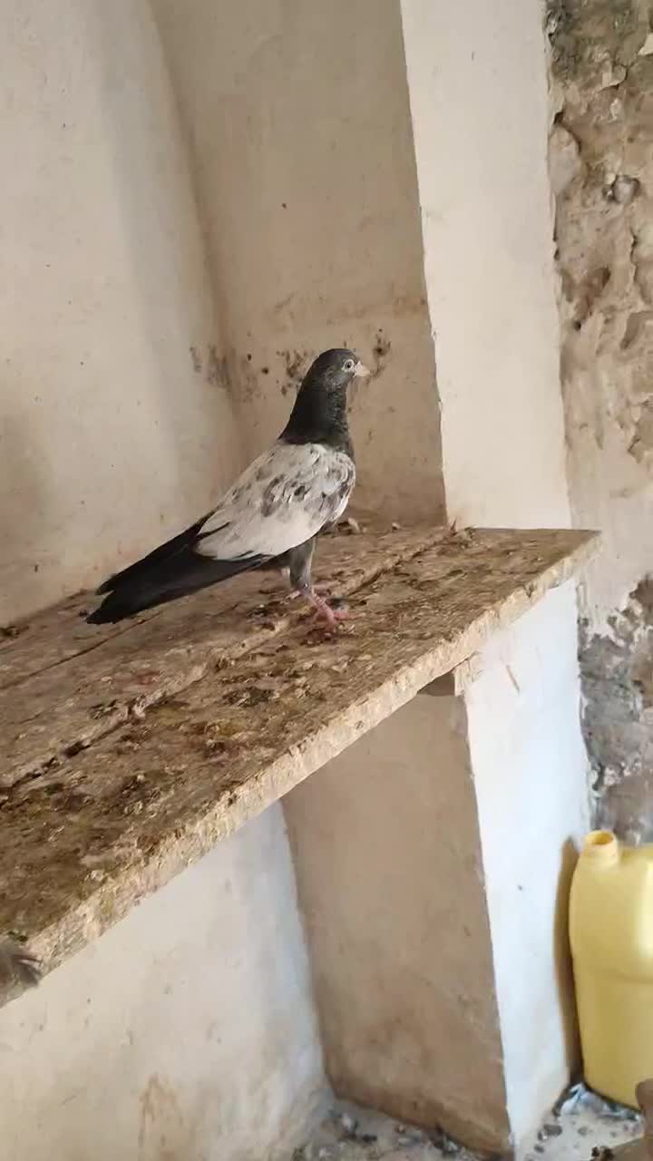 پتی والا|پرنده|پارسیان, |دیوار