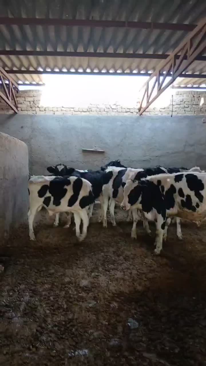 گوساله نر|حیوانات مزرعه|مشهد, خرم آباد|دیوار