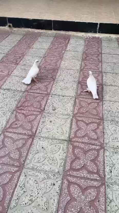 کبوتر زینتی|پرنده|جهرم, |دیوار