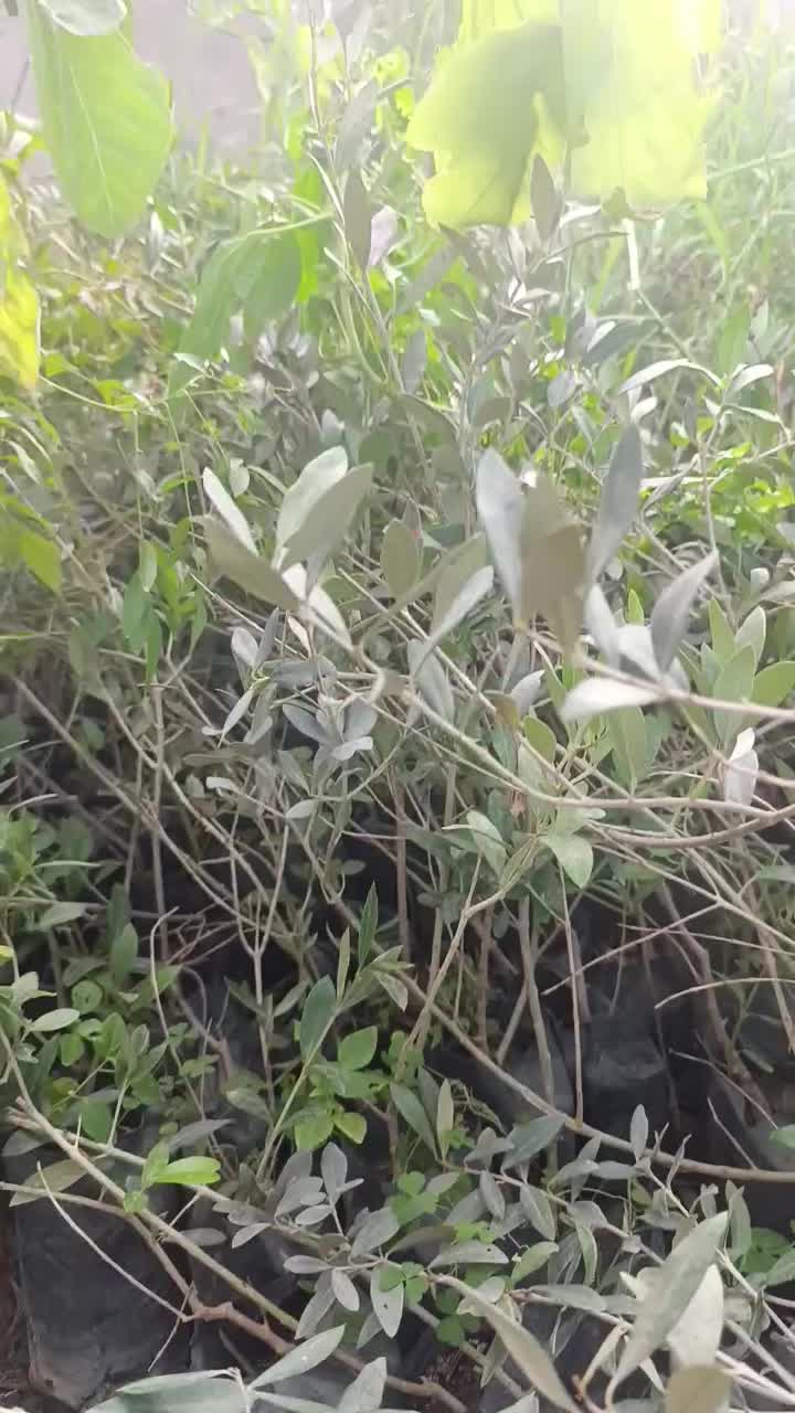 نهال های زیتون خوراکی پاکتی اصلاح شده باردار|خدمات باغبانی و درختکاری|کرمانشاه, |دیوار