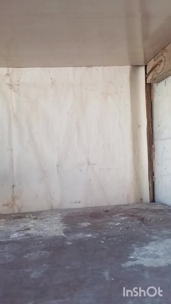 کفتر یا کبوتر|پرنده|فردوس (خراسان), |دیوار