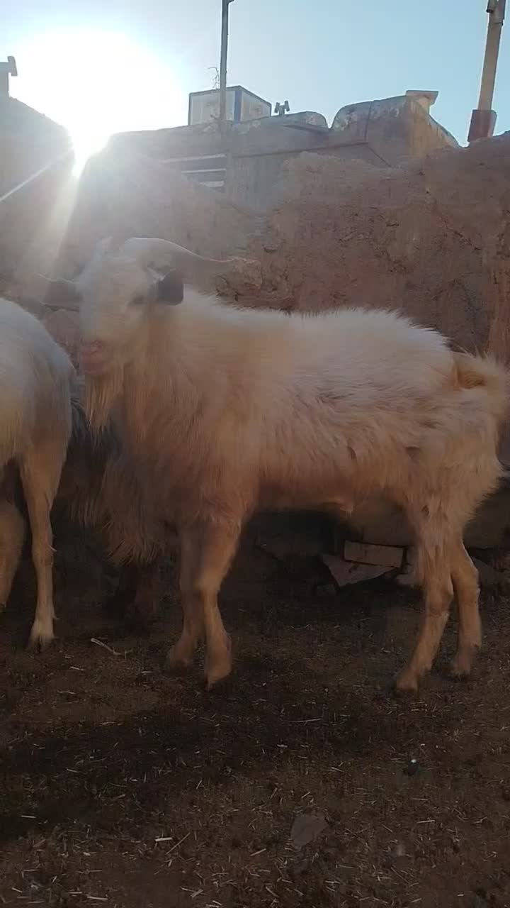 با سلام نربز سانن به فروش می‌رسد قیمت 20میلیون|حیوانات مزرعه|طاغنکوه, |دیوار