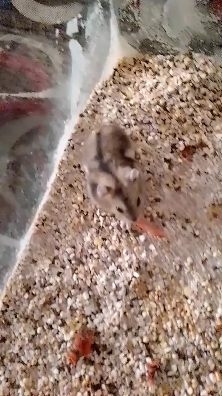 همستر کمپل شکلاتی خاکستری|موش و خرگوش|شاهینشهر, مخابرات (شهید بهشتی)|دیوار