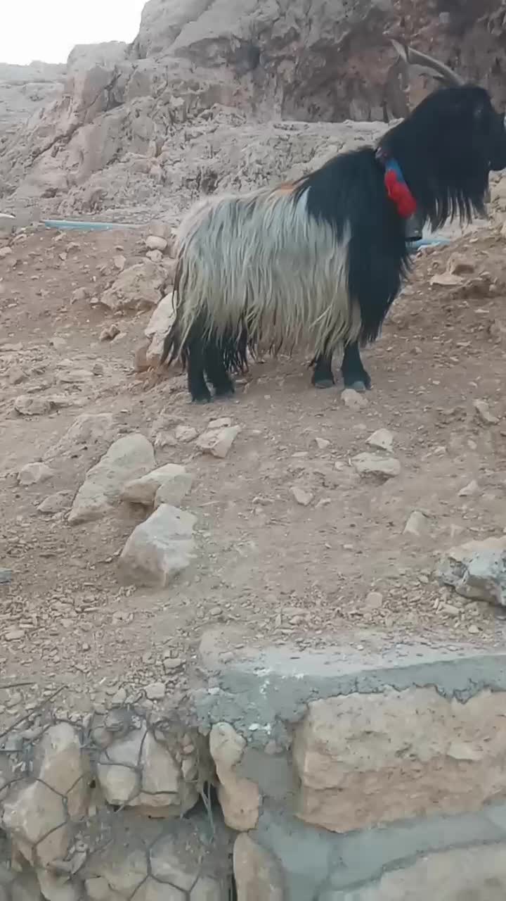 یک عدد بز به فروش میرسد|حیوانات مزرعه|ایذه, |دیوار