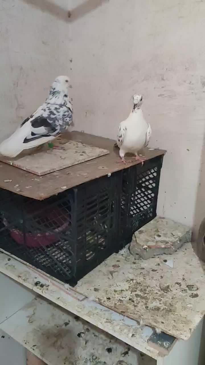 کبوتر فروشی|پرنده|گنبد کاووس, |دیوار