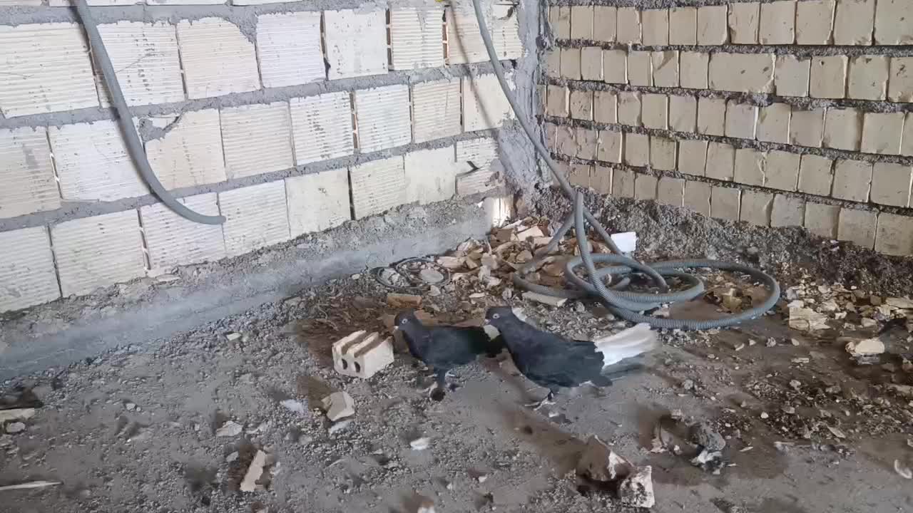 کفتر|پرنده|آبادان, |دیوار