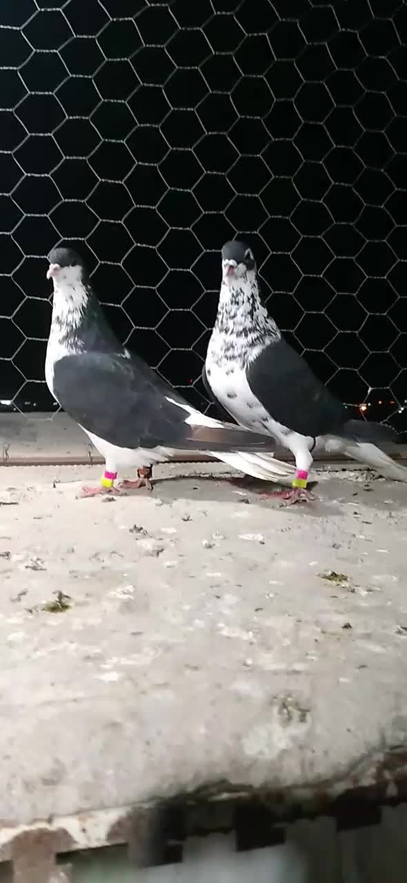 کبوتر اس رنگی و فری|پرنده|گنبد کاووس, |دیوار