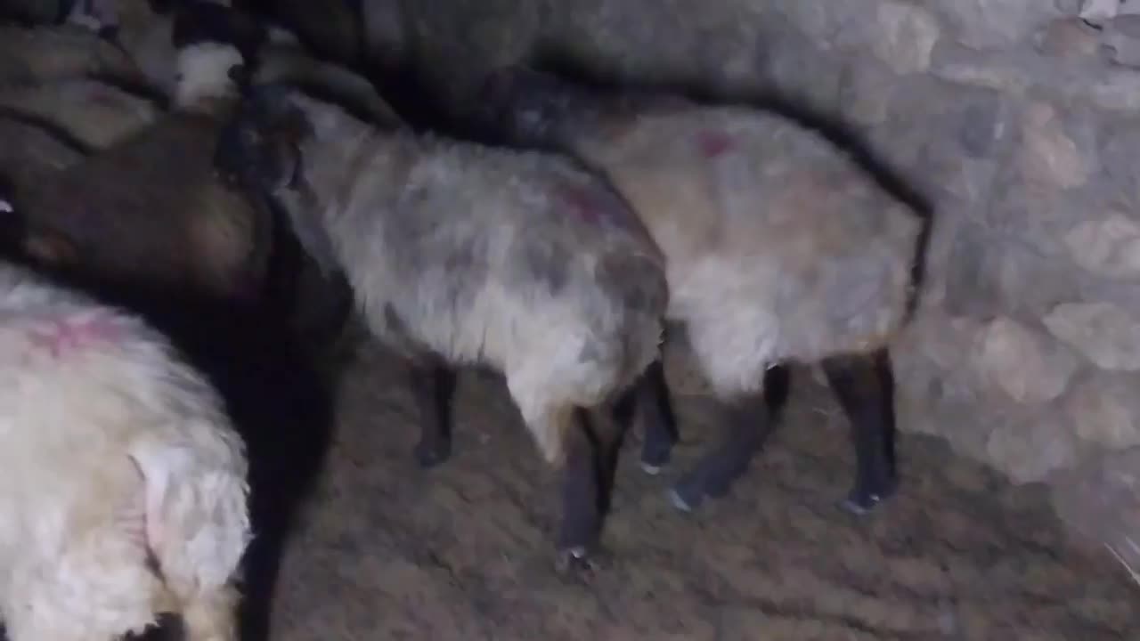 گوسفند با ماشین مدل بالا و تراکتور مدل ۹۶به بالا|حیوانات مزرعه|سپیدان, |دیوار