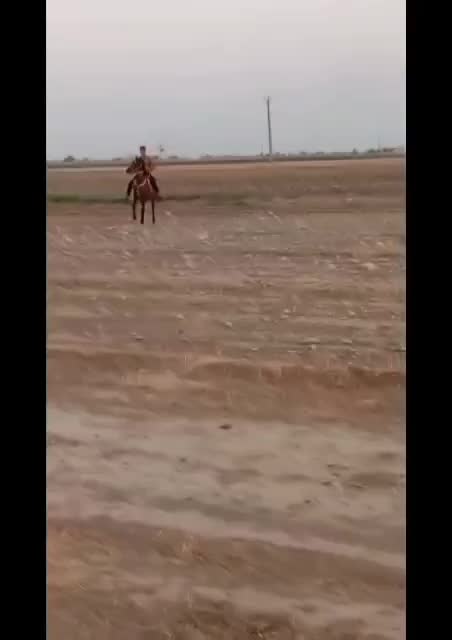 مادیون فروشی...|اسب و تجهیزات اسبسواری|دزفول, |دیوار