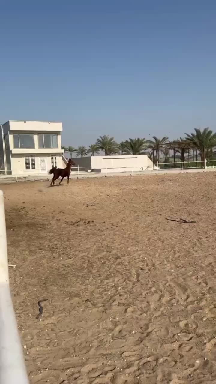 مادیون نژاد عرب ترکیه اصل آبستن|اسب و تجهیزات اسبسواری|برازجان, |دیوار