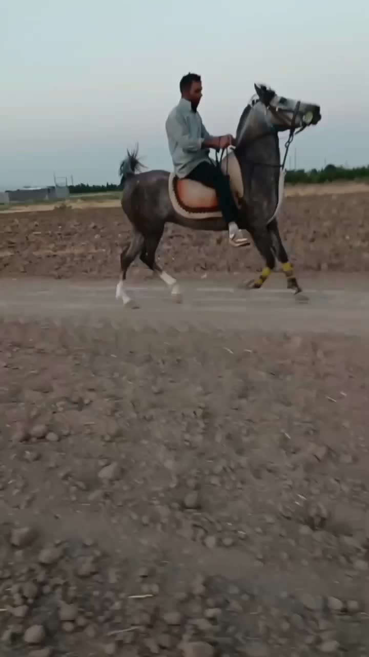 اسب مادیان کرد درجه یک|اسب و تجهیزات اسبسواری|تهران, جوادیه|دیوار