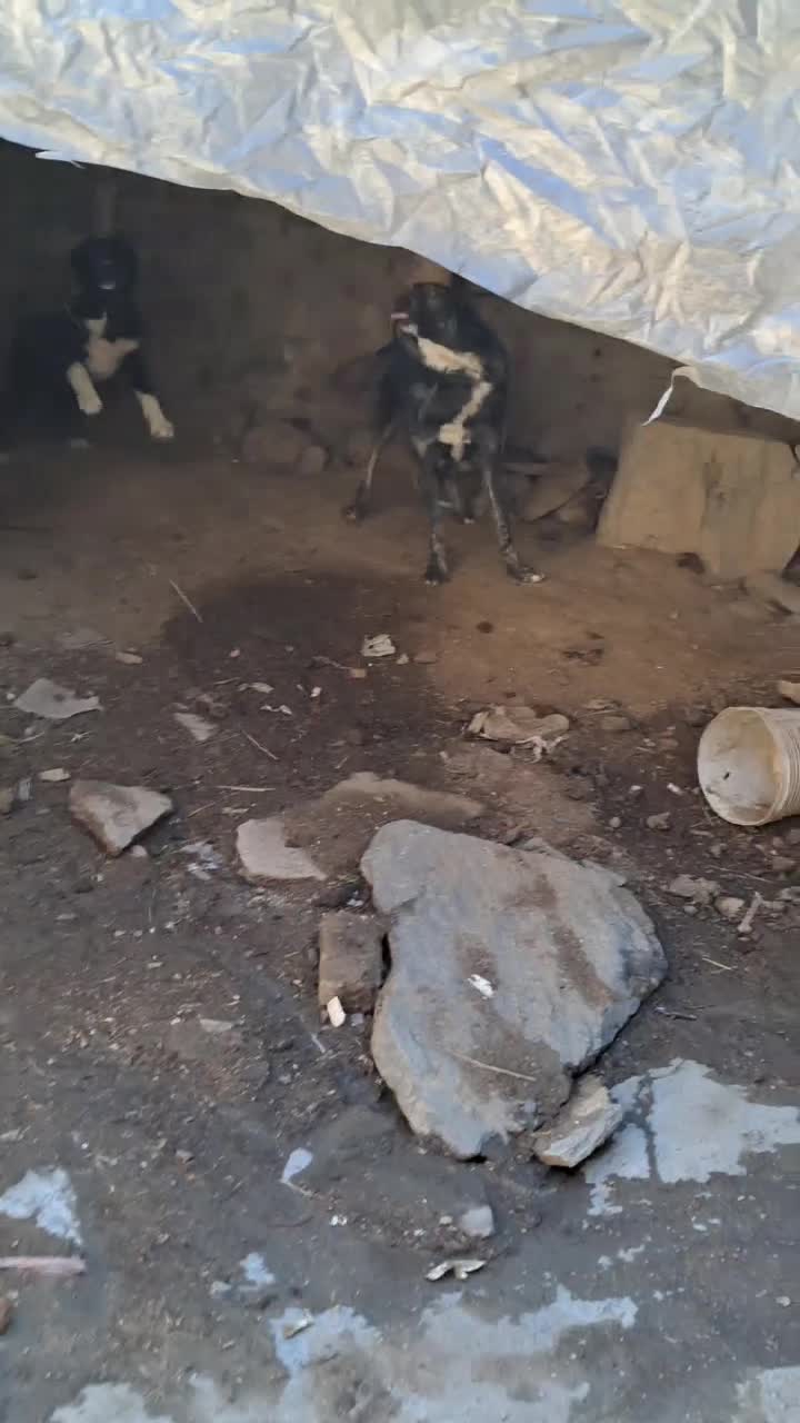 سگ آدمی|سگ|جوکار, |دیوار