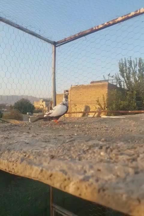 کبوتر|پرنده|شیراز, شیخ علی چوپان|دیوار