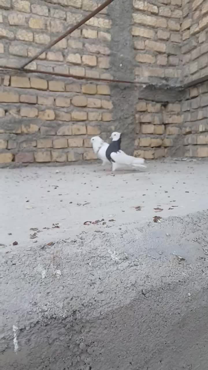 پرنده طوقق|پرنده|یزد, |دیوار