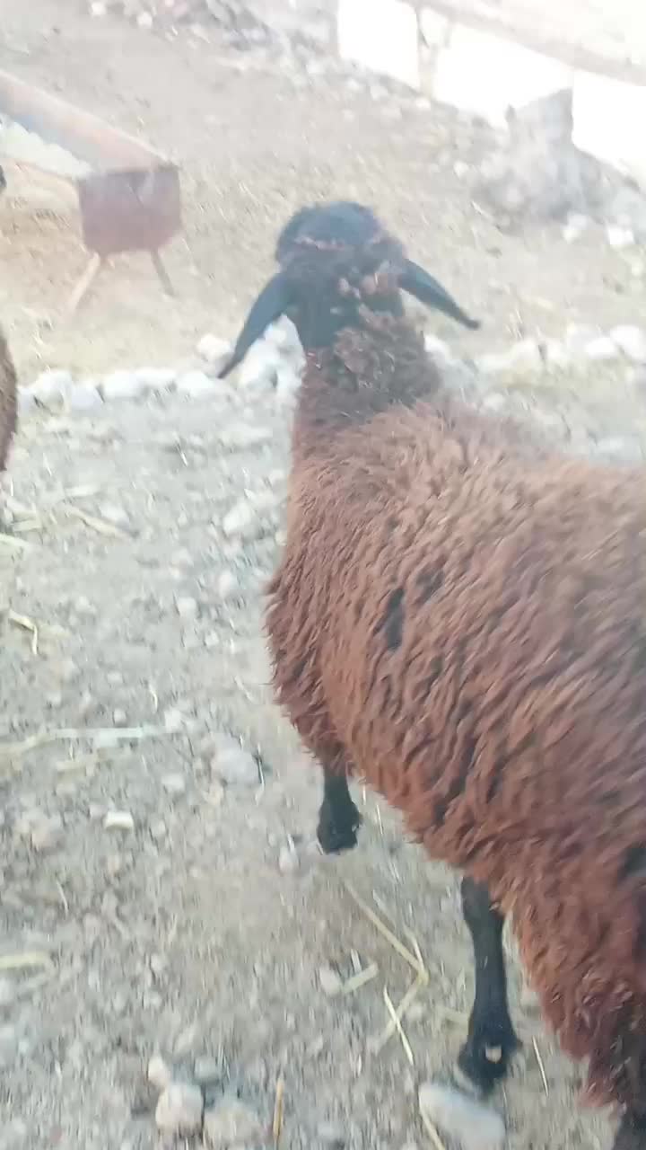 دوراس گوسفند شیشک آبستن سنو شده|حیوانات مزرعه|سیمین شهر, |دیوار