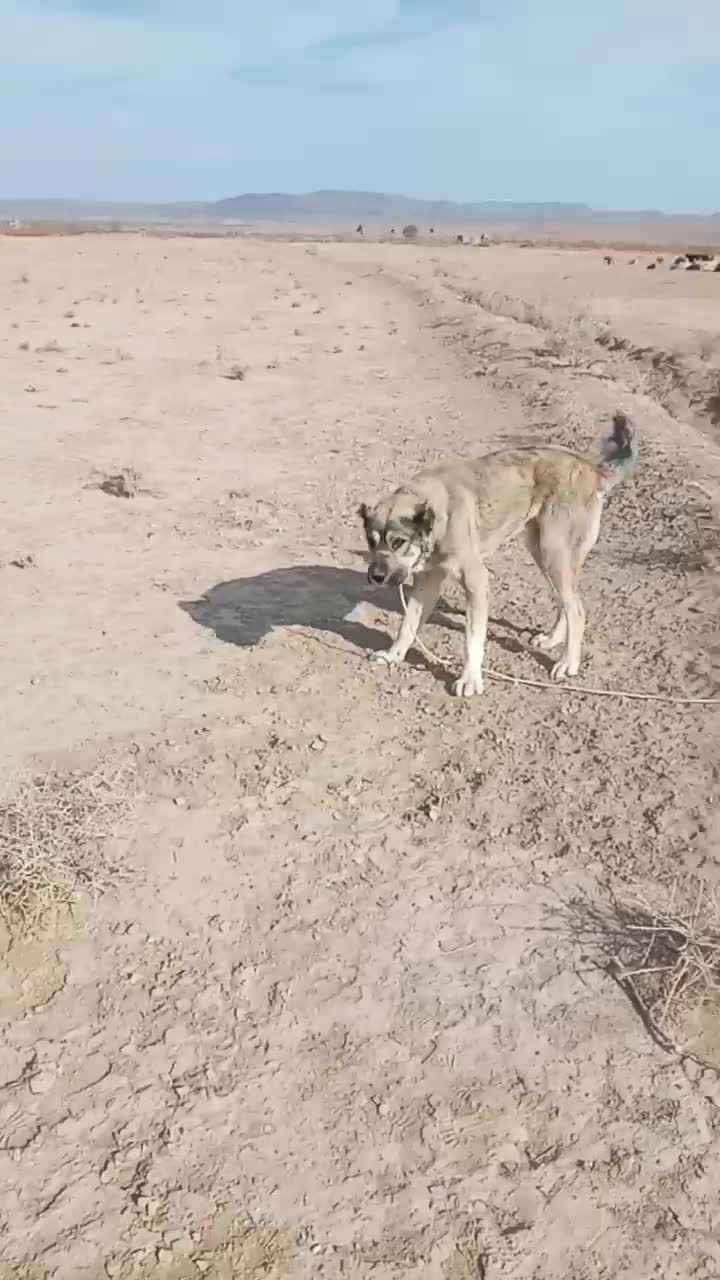 سلام یک عدد کوچ ۱۰ماهه سرابی|سگ|درمیان, |دیوار