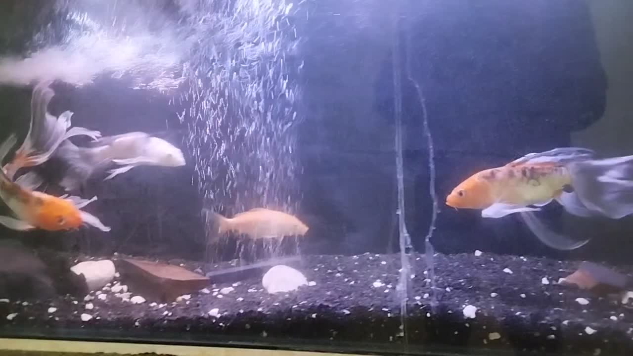 سه عدد ماهی کوی باله بلند 30سانتی|ماهی|مشهد, تلگرد|دیوار